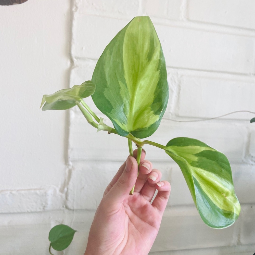 PHILODENDRON BRASIL Variegated Plant Cutting